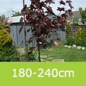 Mature Crimson King Norway Maple Tree (Acer platanoides `Crimson King`) **PRICE INCLUDES FREE UK MAINLAND DELIVERY**